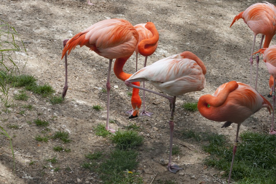 Flamingo